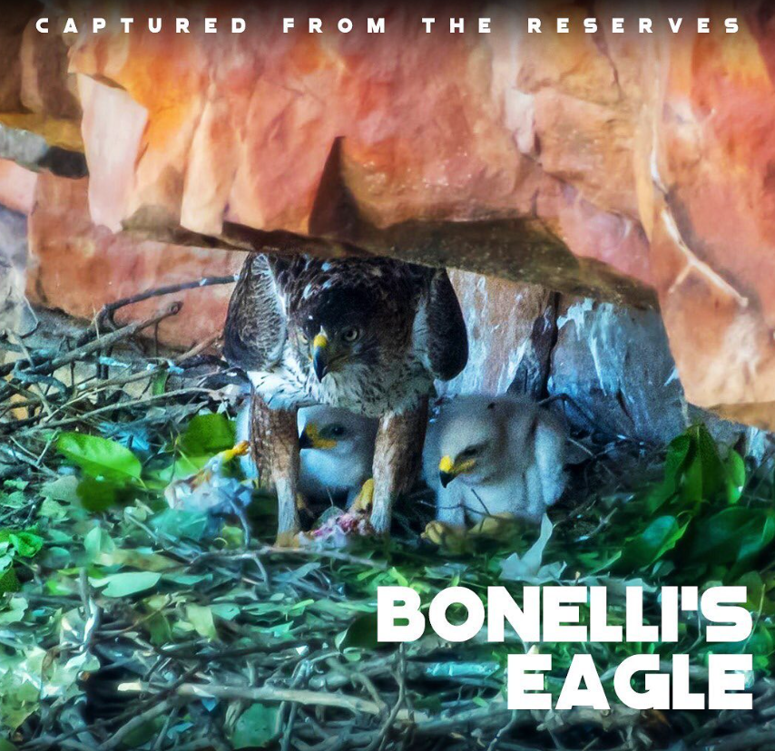 Bonelli's Eagles