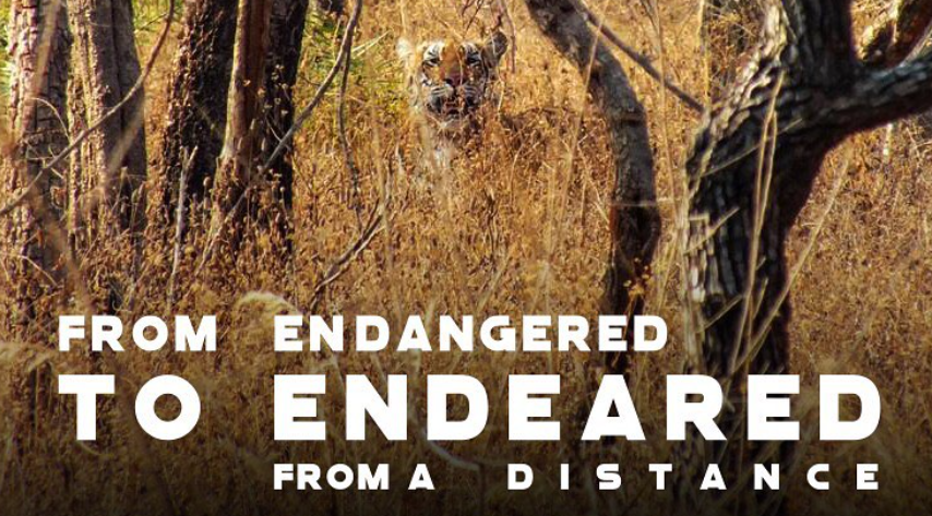 From endangered to endeared